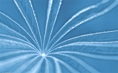 皮亚佐拉萨克斯